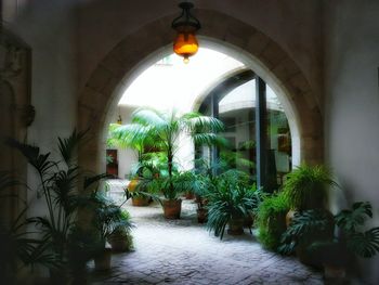 Potted plants in the corridor