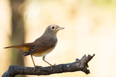 Close-up of bird perching on wood