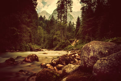 Rocks by trees in forest against sky
