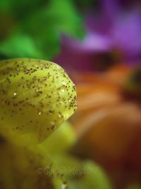 Close-up of flower against blurred background