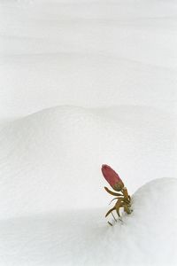 Close-up of insect on white flower