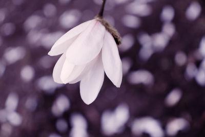 Close-up of white flowering plant