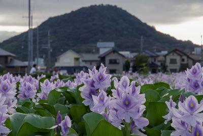 Close-up of purple flowering plant against building