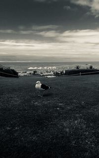 Birds on landscape against sky