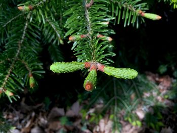 Close-up of flowering plant