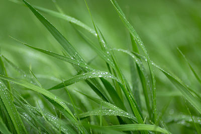 Close-up of wet plant during rainy season