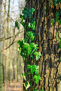 Close-up of ivy growing on tree trunk