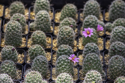 Close-up of succulent plants growing on field