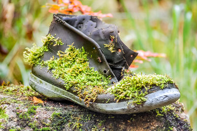 Close-up of moss covered damaged shoe on rock