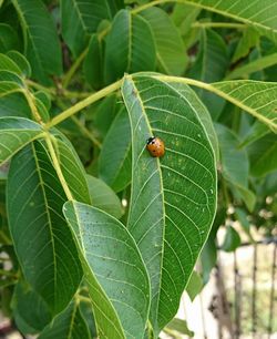 Close-up of ladybug on leaf