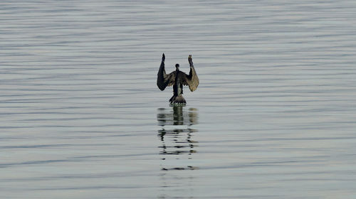 View of ducks swimming on lake