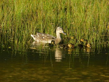 Duck swimming in lake