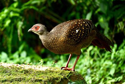 Close-up of a bird perching on a field