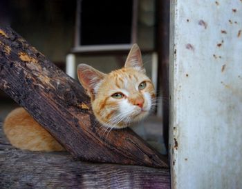 Portrait of a cat