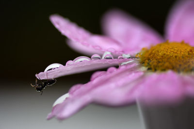 Close-up of raindrops on purple flowering plant