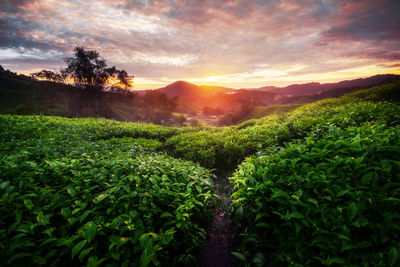 Scenic view of agricultural field against sky at sunset