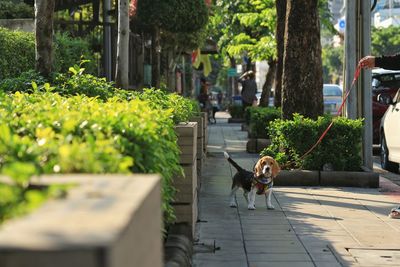 Dog on footpath