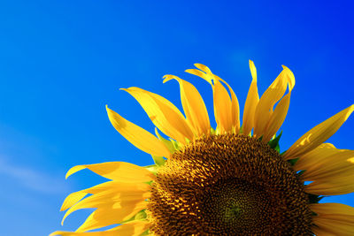 Close-up of sunflower against blue sky