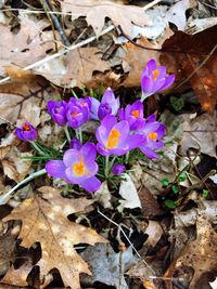 High angle view of purple crocus flowers on field