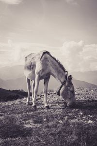 Horse grazing in a field