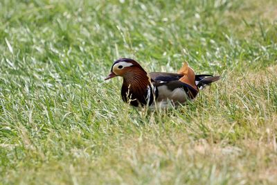 Side view of a bird on grass