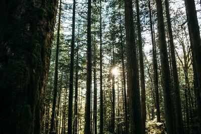 Low angle view of bamboo trees in forest