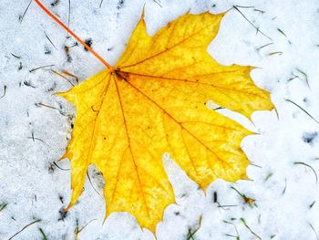 Close-up of yellow maple leaf