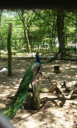 Birds perching on tree