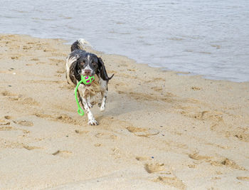 Dog on beach