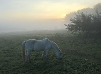 Horse grazing on field against sky during sunset