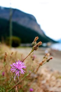 Close-up of butterfly on flower