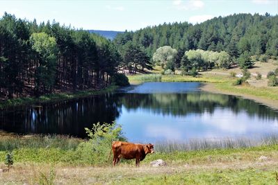 Cows on landscape by lake against sky