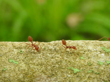 Close-up of insect on leaf