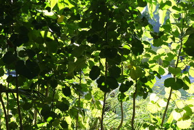 Low angle view of tree