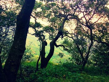 Trees in forest