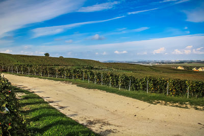 Scenic view of vineyard against sky