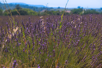 Close-up of purple flowers growing in field