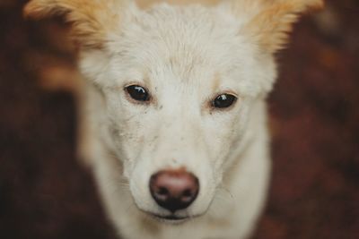 Close-up portrait of dog