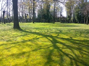 Trees on grassy field
