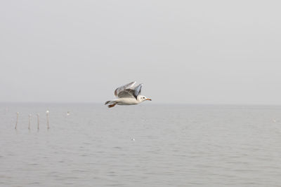 Seagull flying over sea against clear sky