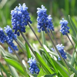 Close-up of purple flowers blooming