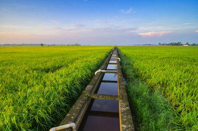 Scenic view of agricultural field against sky