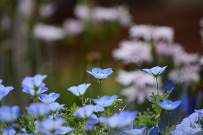 Close-up of purple flowers