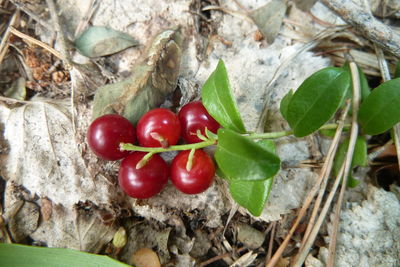 Close-up of cherries on tree