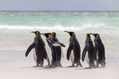 View of penguins on beach