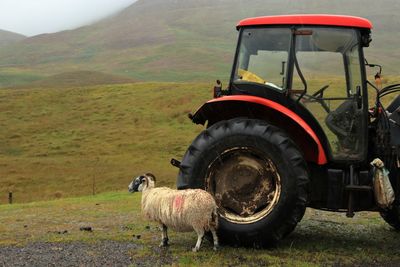 Sheep and tractor on field