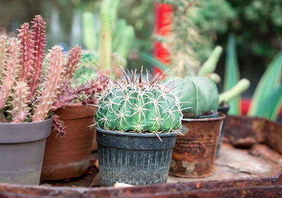 Close-up of potted cactus plant in pot