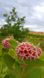 Close-up of red flowers blooming in field