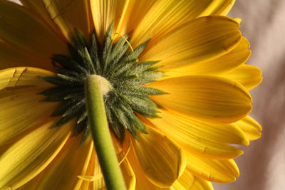 Close-up of sunflower