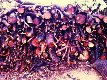 Close-up of logs